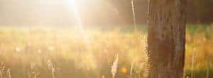 Sun rays through wheat field