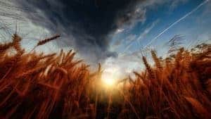 After the storm in a field