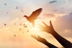 person releasing a dove in the sunlight