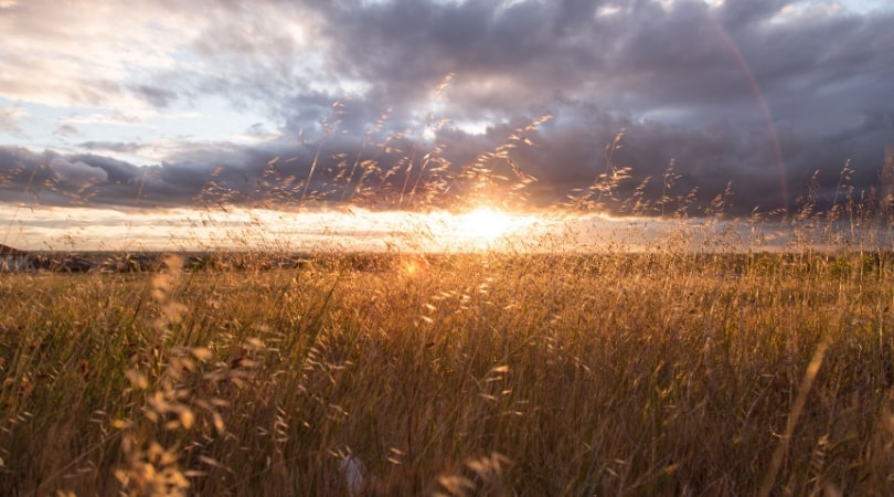 sunrise in a field of wheat grass