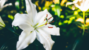 Easter lilies to decorate for Easter Sunday Heart of Longmont