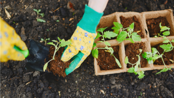woman planting a small plant in soil with yellow gardening gloves