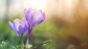 purple spring flowers