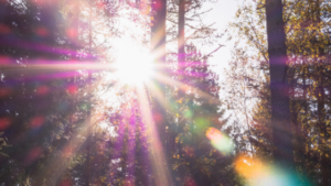 sunlight coming through the trees and purple flowers