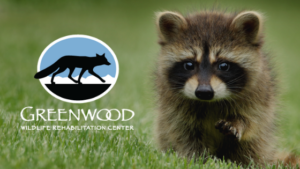 Greenwood Wildlife Rehabilitation Center logo next to a baby raccoon